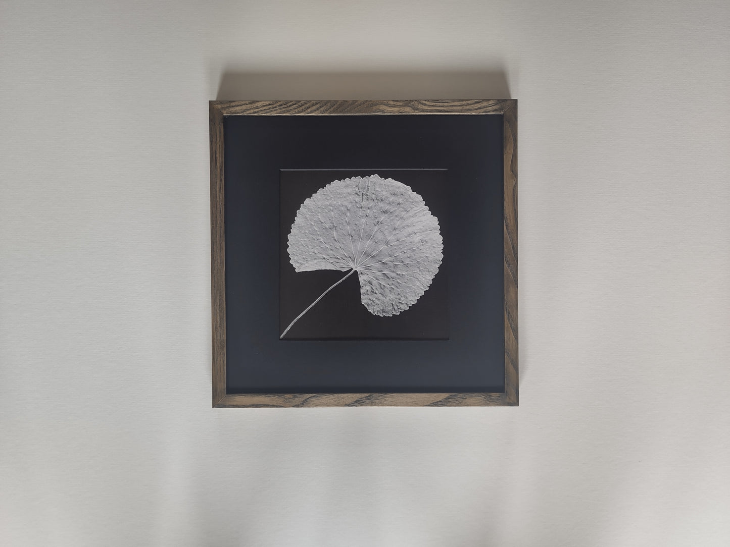 Robert Mapplethorpe - Rounded Leaf