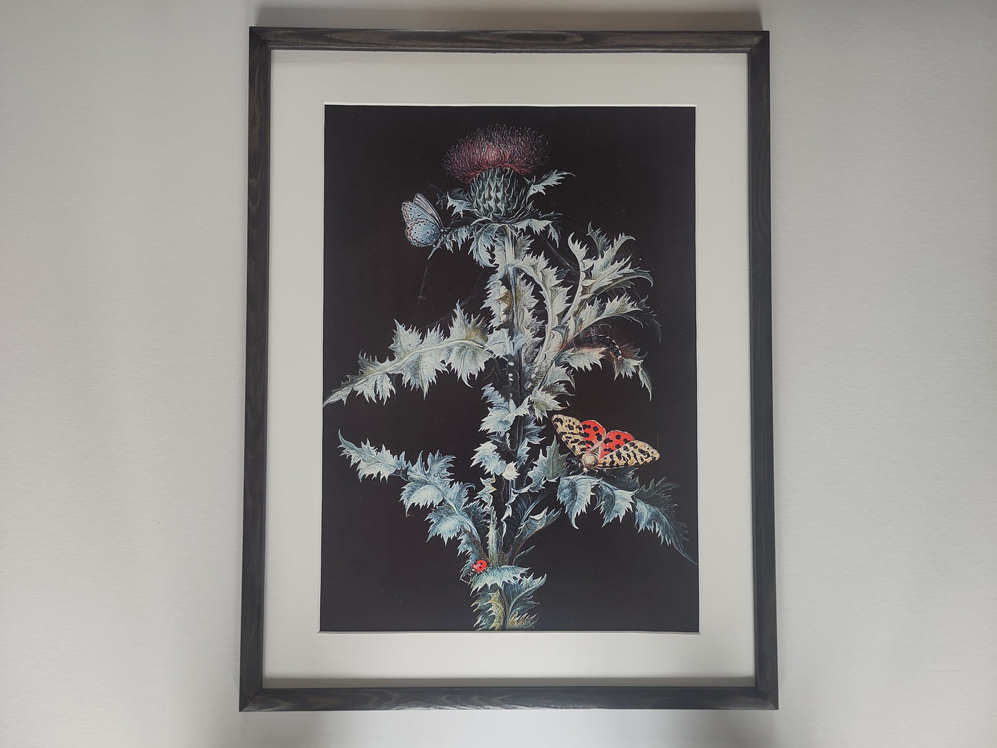 Thistle by Barbara Regina Dietzsch