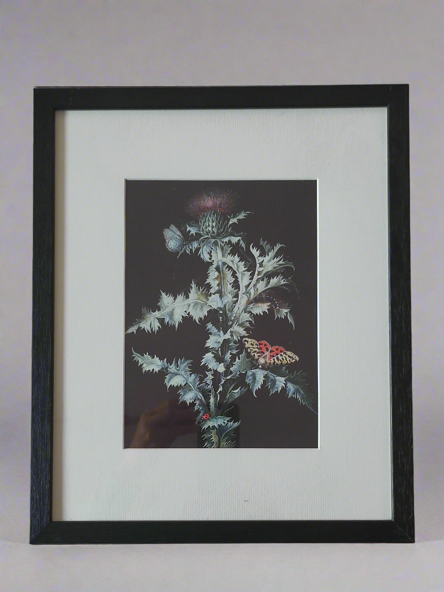 Barbara Regina Dietschz - Still Life of a Thistle