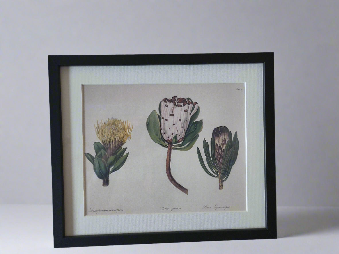 Arabella Elizabeth Roupell, Protea Speciosa