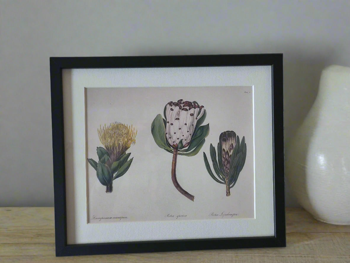 Arabella Elizabeth Roupell, Protea Speciosa