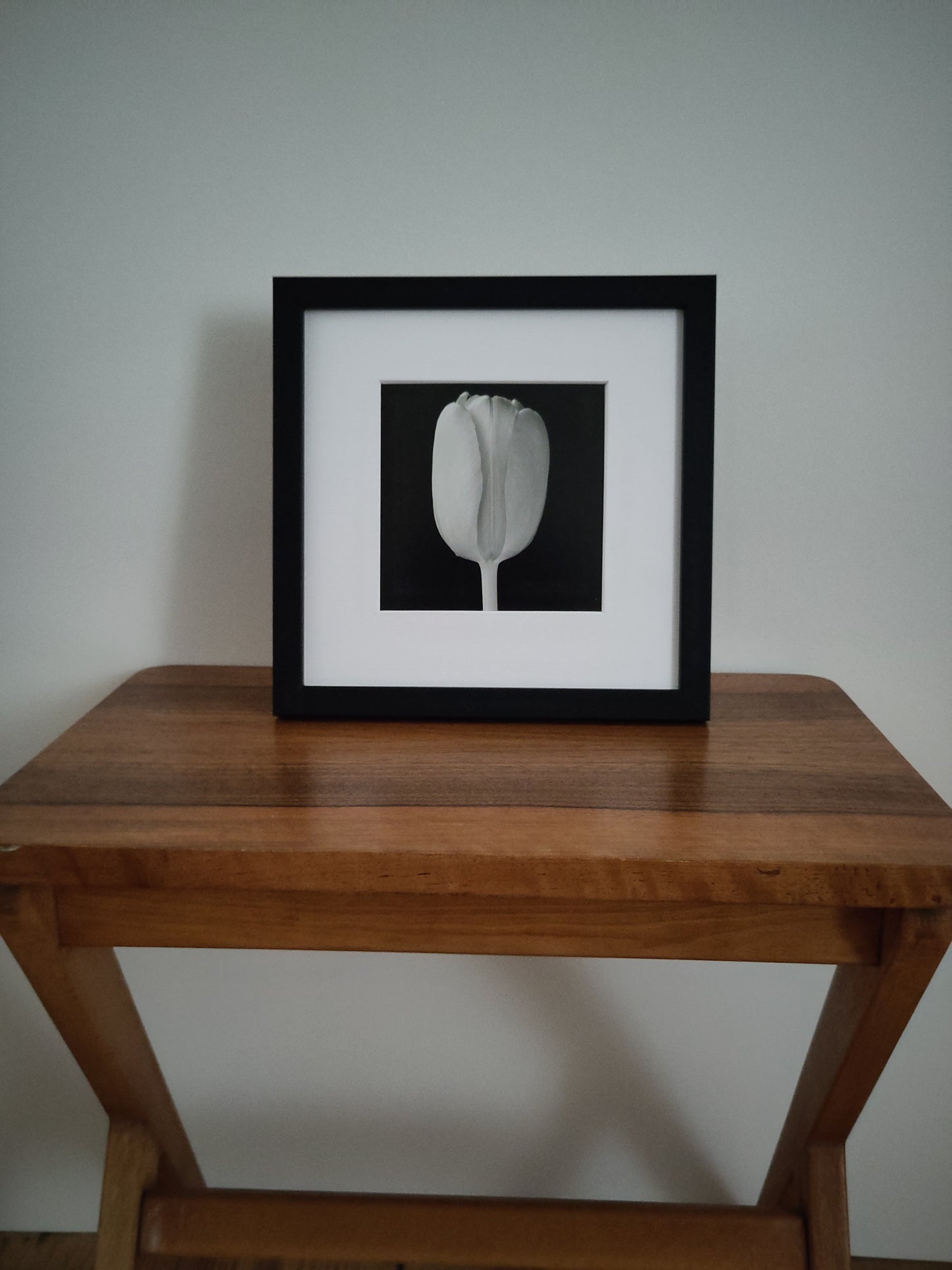 Robert Mapplethorpe - Tulip