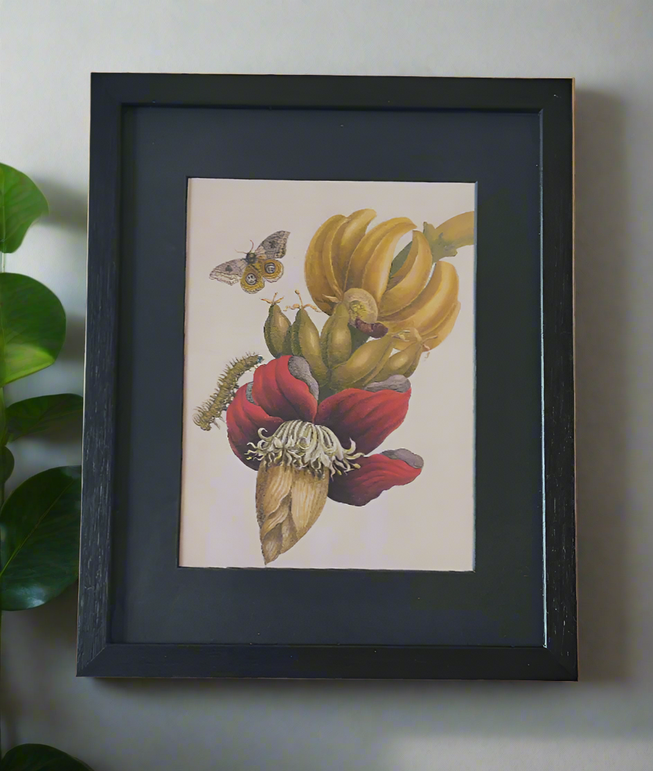 Maria Sibylla Merian, Inflorescence of Banana, 1705