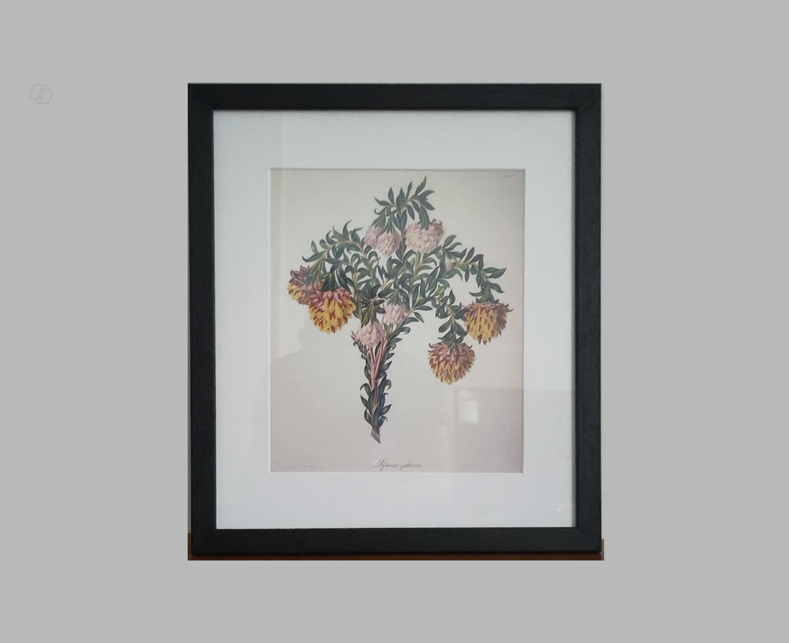 Arabella Elizabeth Roupell, Protea speciosa