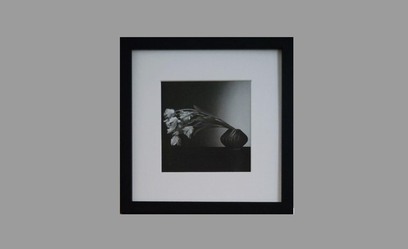 Robert Mapplethorpe - Tulips