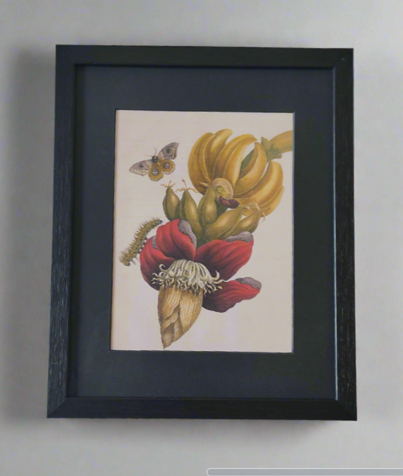 Maria Sibylla Merian, Inflorescence of Banana, 1705