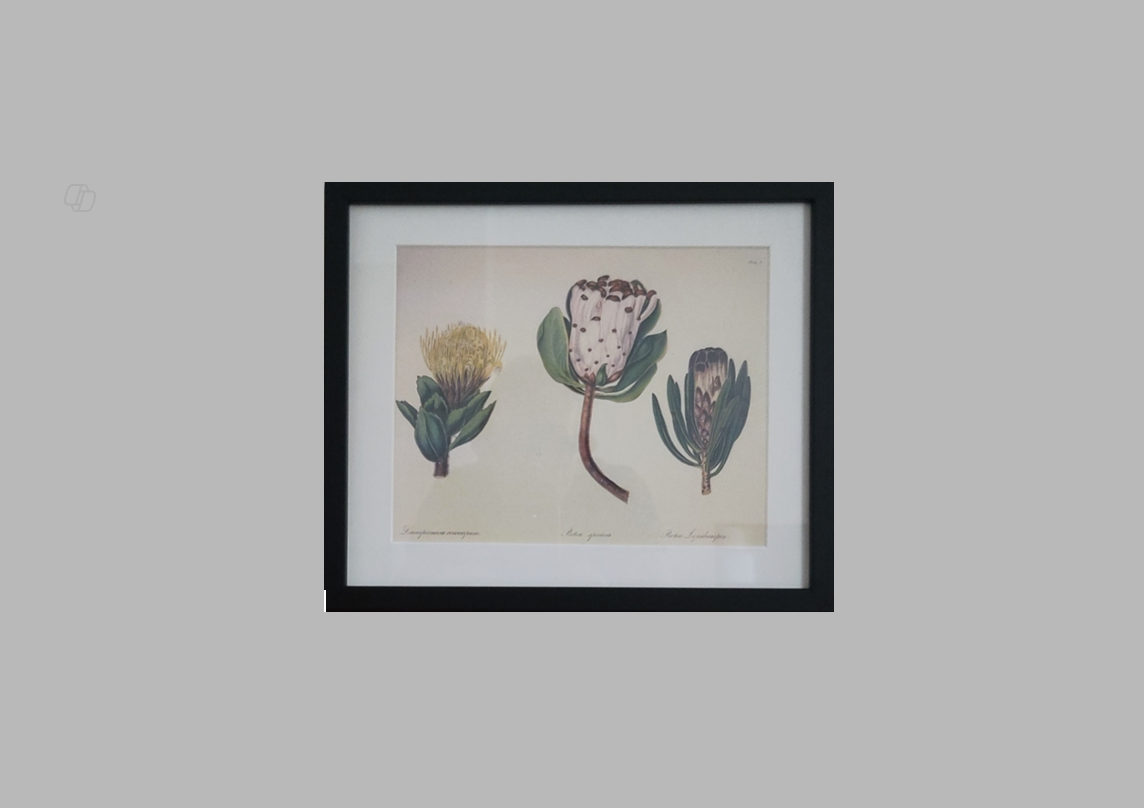 Arabella Elizabeth Roupell, Protea Speciosa