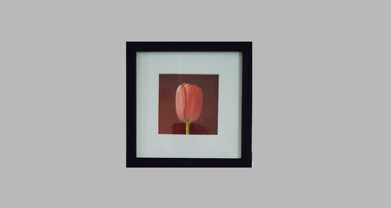 Robert Mapplethorpe - Tulip (Colour)