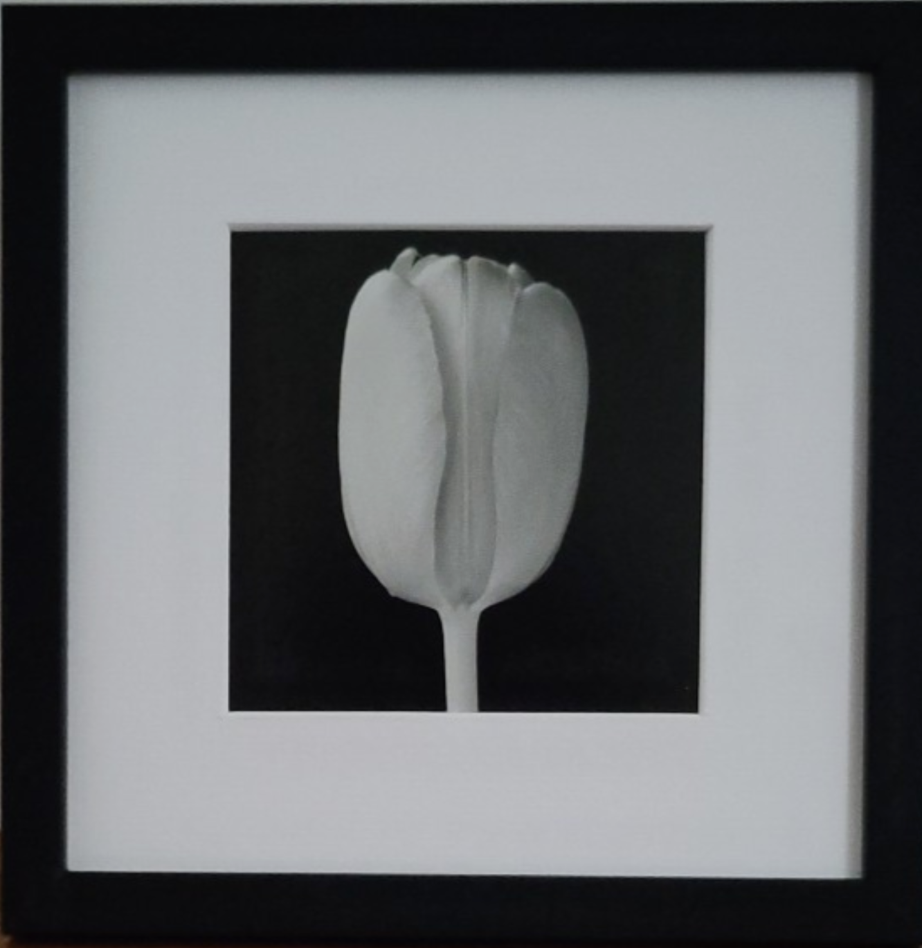 Robert Mapplethorpe - Tulip