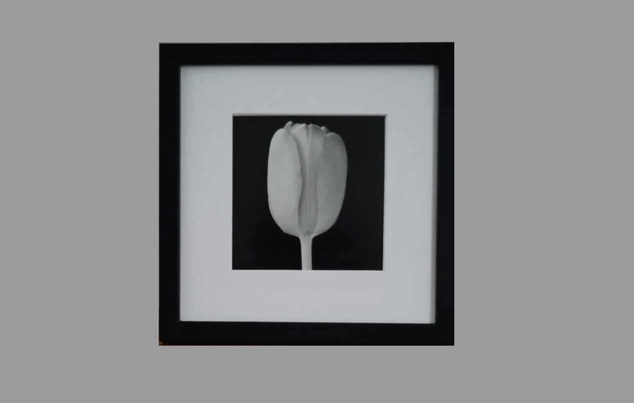 Robert Mapplethorpe - Tulip