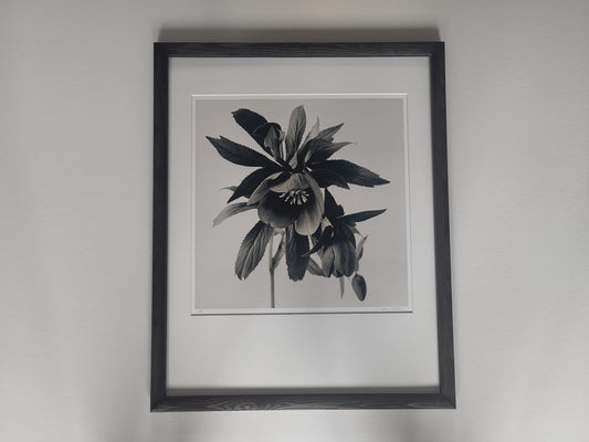 Helleborus orientalis