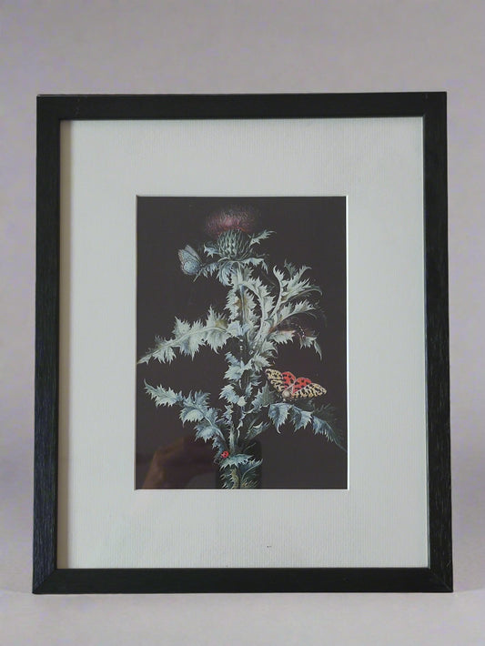 Barbara Regina Dietschz - Still Life of a Thistle