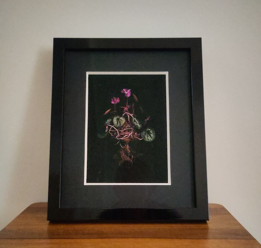 Francesca Wilkinson, From a study titled 'Full Circle – Studies of Cyclamen'